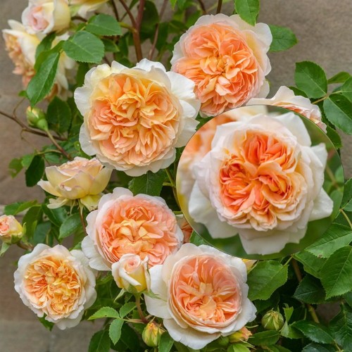 Rosa 'Bathsheba' - Roos 'Bathsheba' 